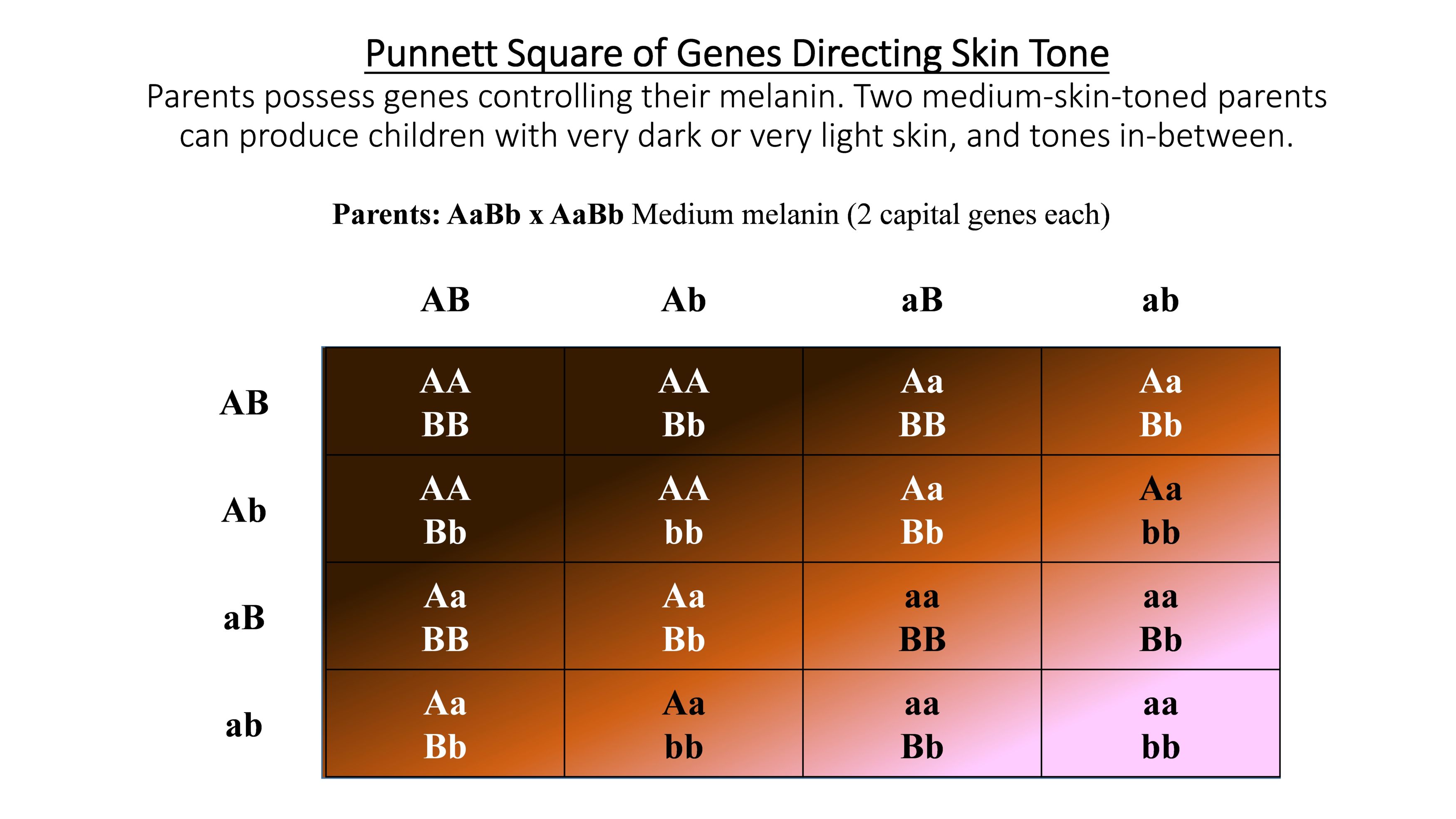 punnett-square-eye-color-chart